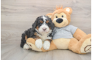 Mini Bernedoodle Pup Being Cute