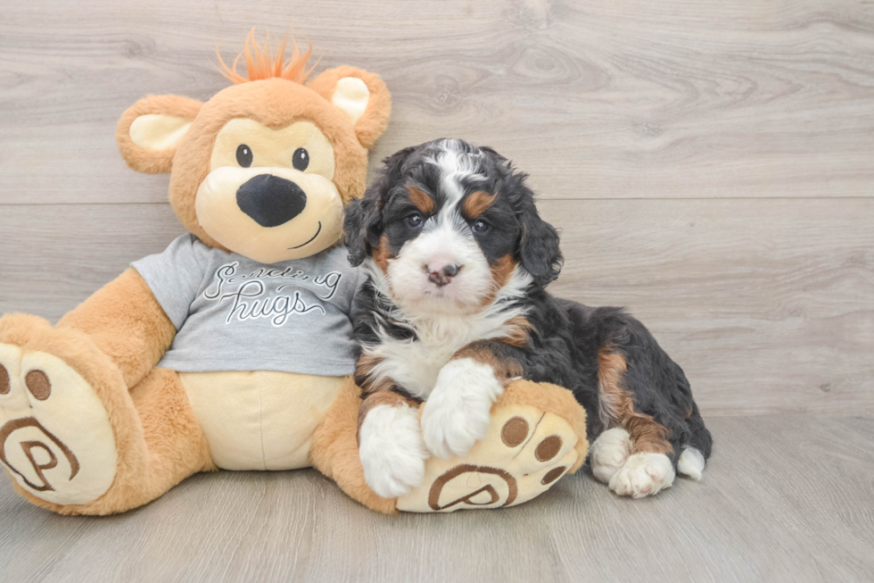 Popular Mini Bernedoodle Poodle Mix Pup
