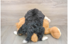 Best Mini Bernedoodle Baby