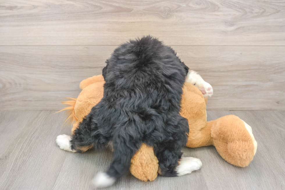 Best Mini Bernedoodle Baby