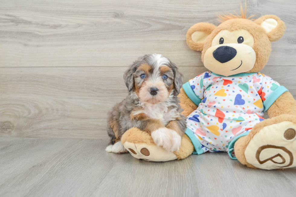 Best Mini Bernedoodle Baby