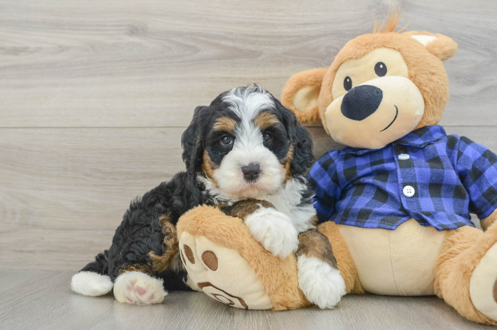 6 week old Mini Bernedoodle Puppy For Sale - Florida Fur Babies