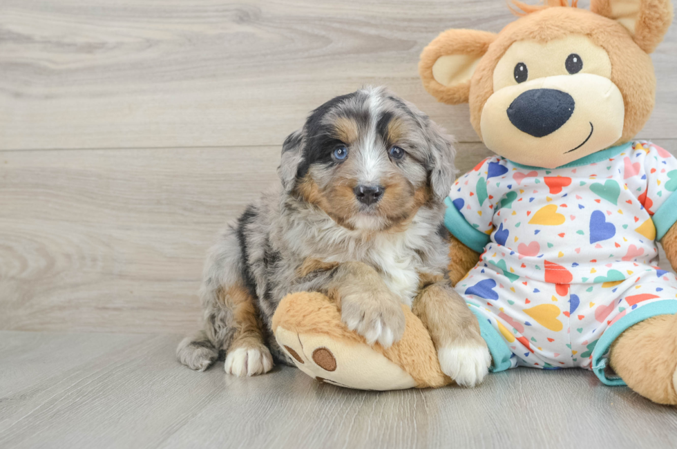5 week old Mini Bernedoodle Puppy For Sale - Florida Fur Babies