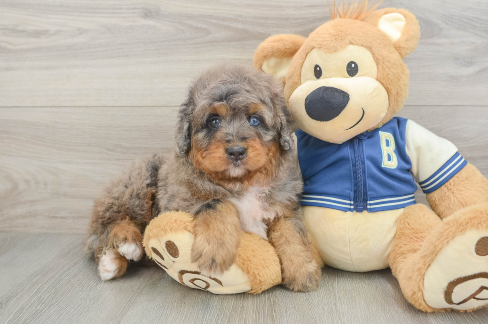 5 week old Mini Bernedoodle Puppy For Sale - Florida Fur Babies