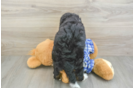 Mini Bernedoodle Puppy for Adoption