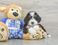 5 week old Mini Bernedoodle Puppy For Sale - Florida Fur Babies