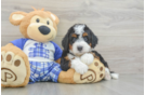 Mini Bernedoodle Pup Being Cute