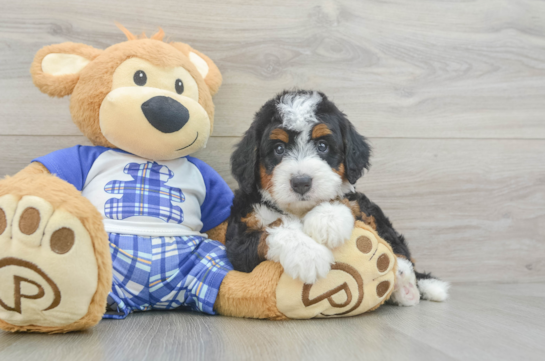 Mini Bernedoodle Pup Being Cute