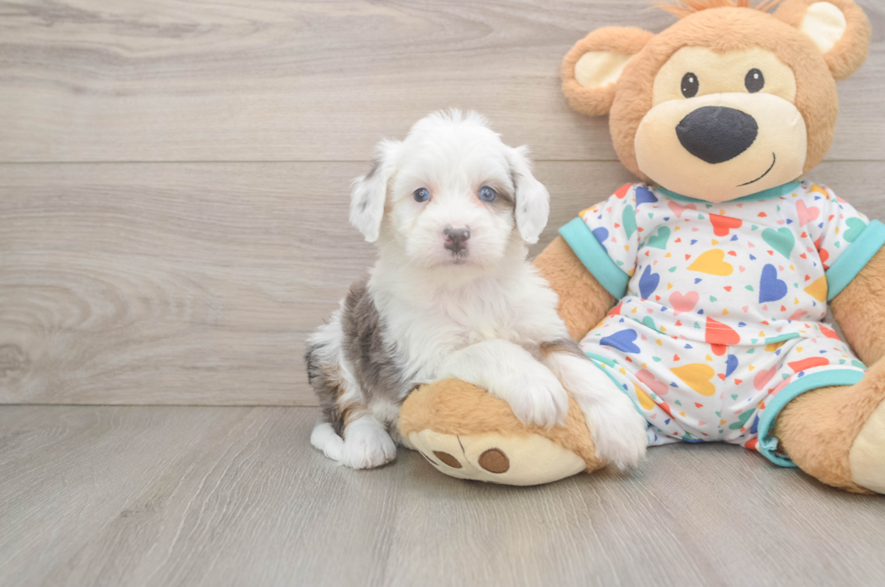 5 week old Mini Bernedoodle Puppy For Sale - Florida Fur Babies