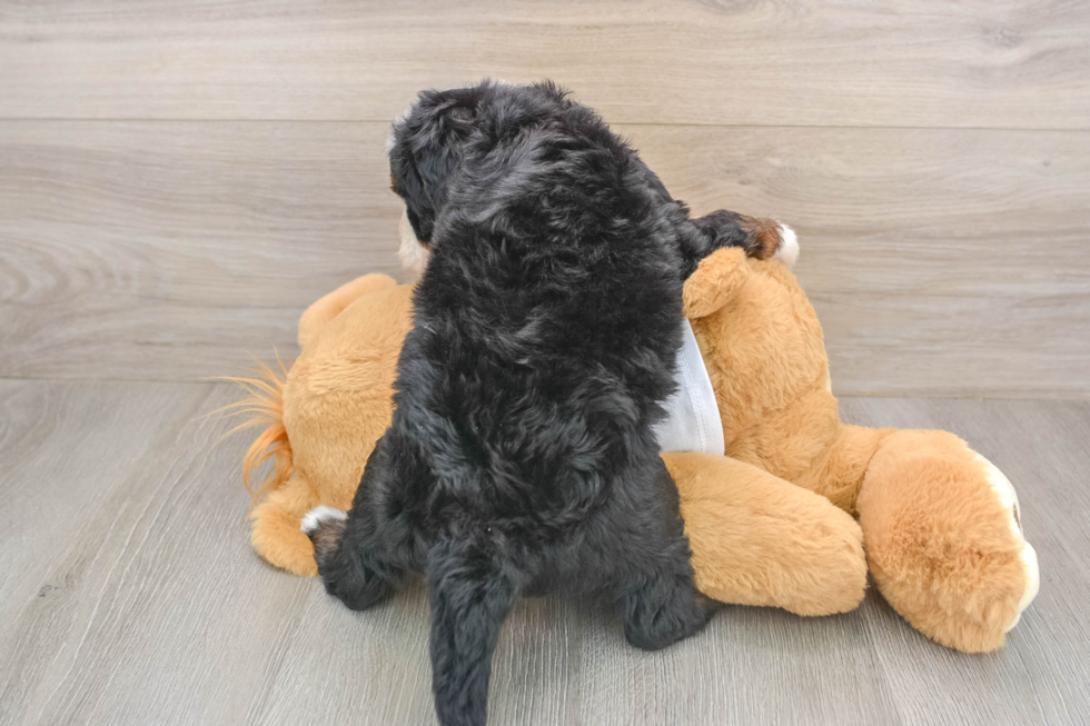Playful Mini Bernesedoodle Poodle Mix Puppy