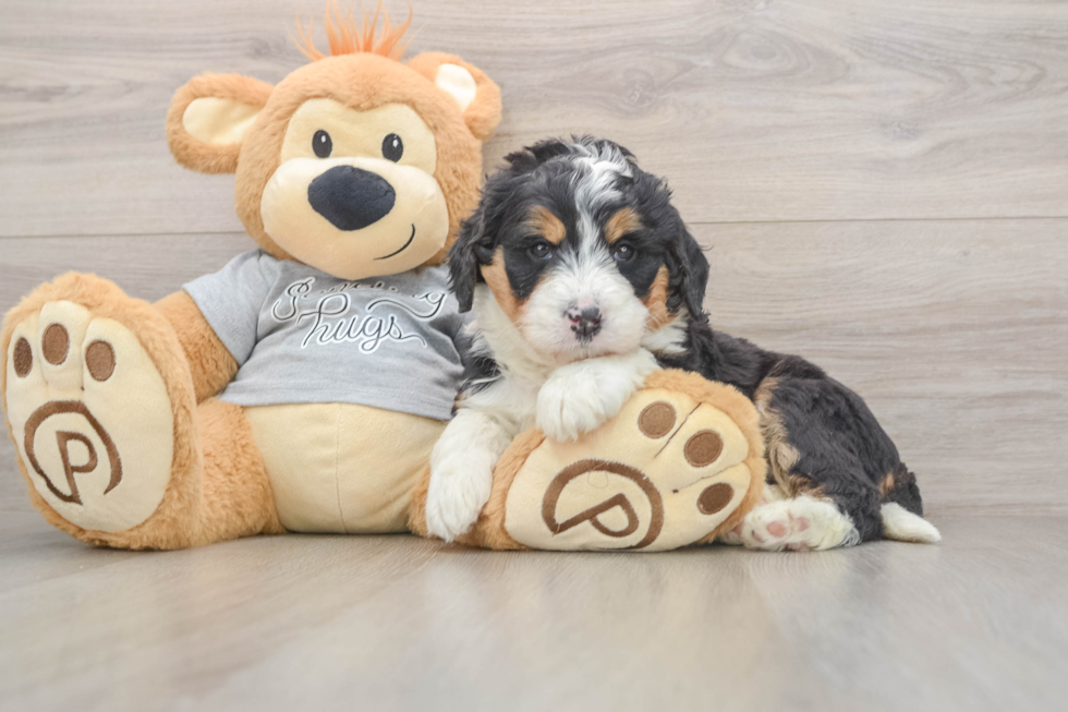 Best Mini Bernedoodle Baby