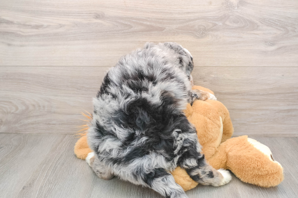 Mini Bernedoodle Puppy for Adoption