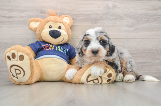 Best Mini Bernedoodle Baby