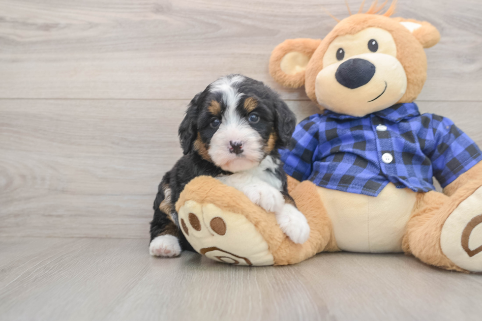 Playful Mini Bernesepoo Poodle Mix Puppy
