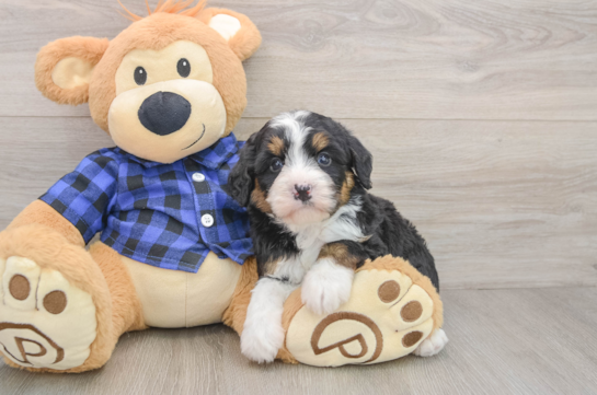 Smart Mini Bernedoodle Poodle Mix Pup