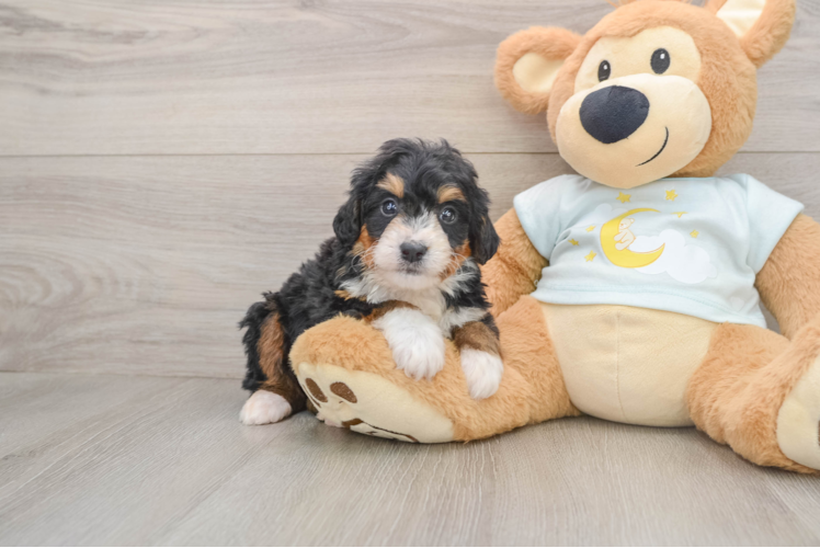 Fluffy Mini Bernedoodle Poodle Mix Pup