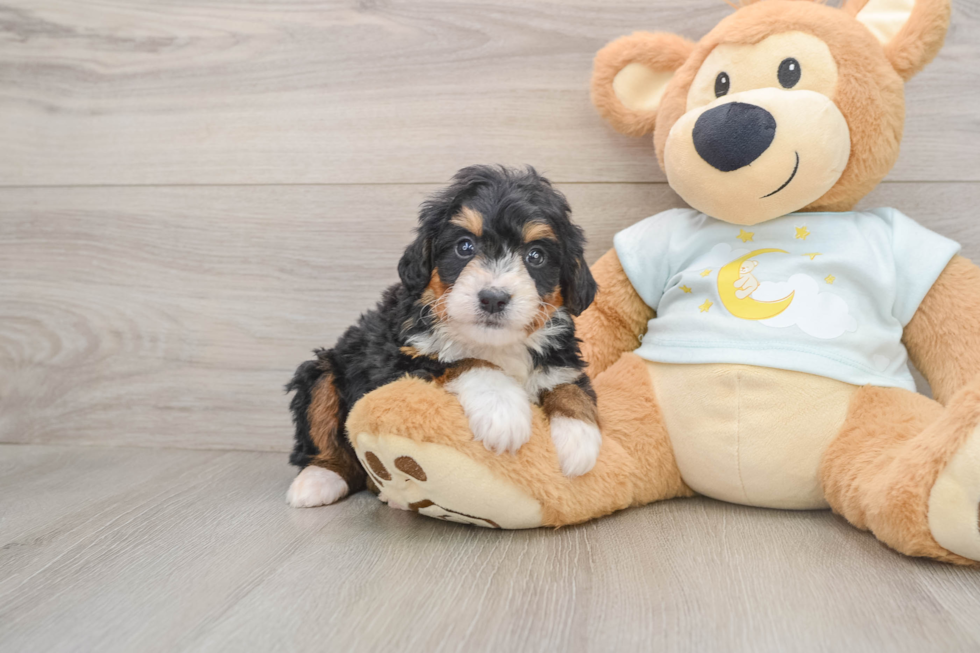 Fluffy Mini Bernedoodle Poodle Mix Pup