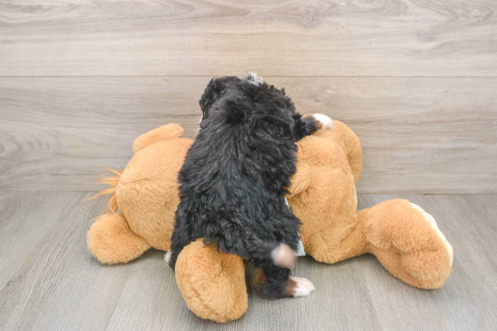 Cute Mini Bernedoodle Baby
