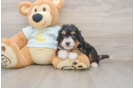 Mini Bernedoodle Puppy for Adoption