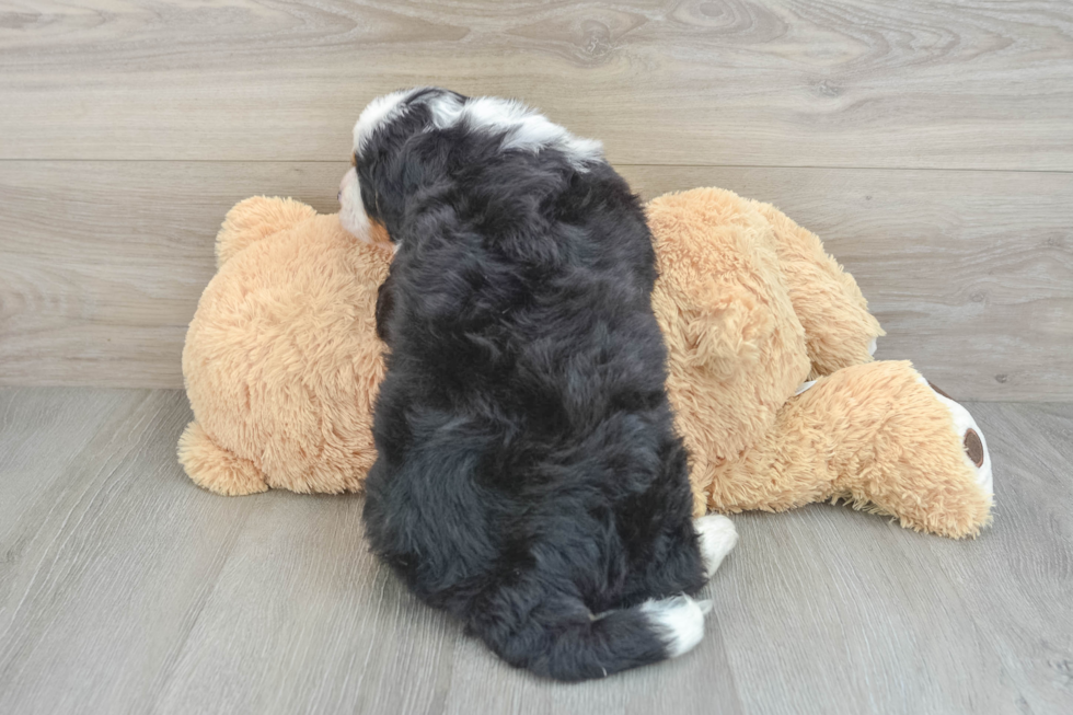 Cute Mini Bernedoodle Baby