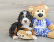 7 week old Mini Bernedoodle Puppy For Sale - Florida Fur Babies