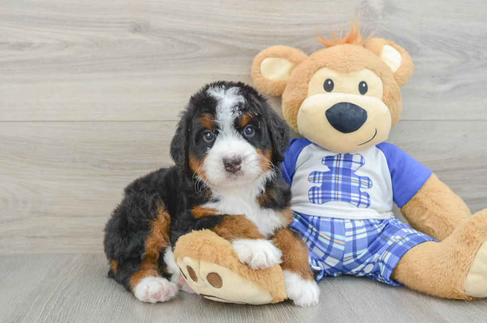 5 week old Mini Bernedoodle Puppy For Sale - Florida Fur Babies