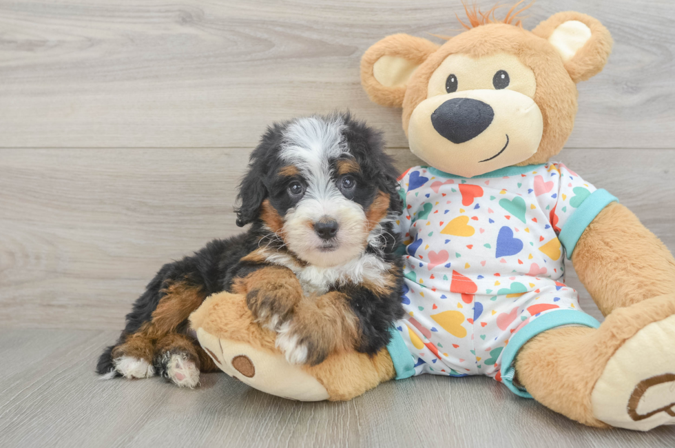 6 week old Mini Bernedoodle Puppy For Sale - Florida Fur Babies