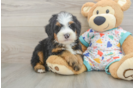 Playful Mini Bernesedoodle Poodle Mix Puppy