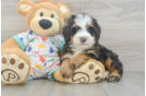 Mini Bernedoodle Puppy for Adoption