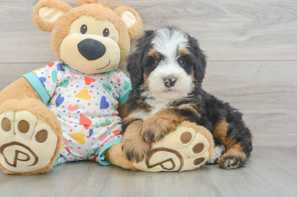 5 week old Mini Bernedoodle Puppy For Sale - Florida Fur Babies