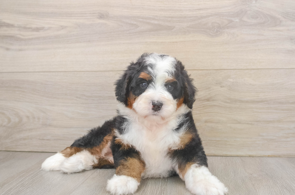 5 week old Mini Bernedoodle Puppy For Sale - Florida Fur Babies