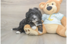 Small Mini Bernedoodle Baby