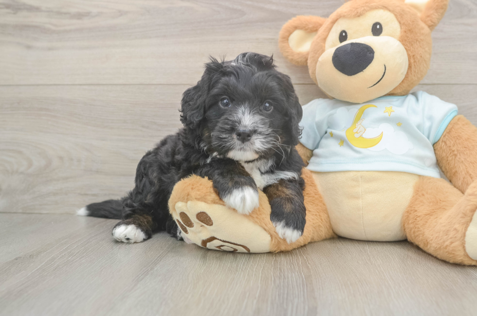 5 week old Mini Bernedoodle Puppy For Sale - Florida Fur Babies