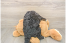 Best Mini Bernedoodle Baby