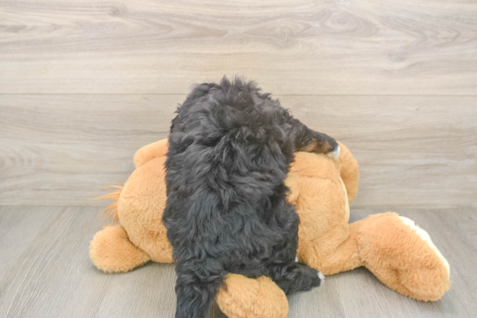 Best Mini Bernedoodle Baby