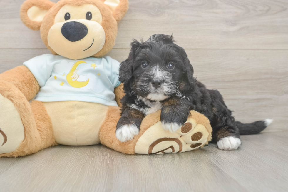 Best Mini Bernedoodle Baby