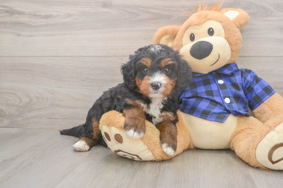 5 week old Mini Bernedoodle Puppy For Sale - Florida Fur Babies