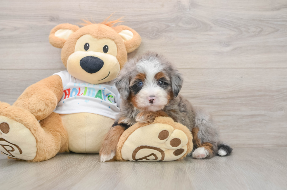 5 week old Mini Bernedoodle Puppy For Sale - Florida Fur Babies
