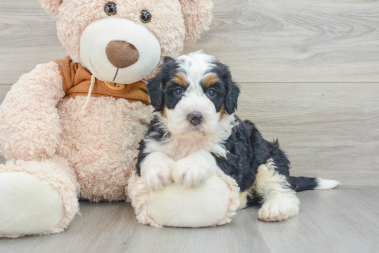 Mini Bernedoodle Puppy for Adoption