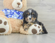 7 week old Mini Bernedoodle Puppy For Sale - Florida Fur Babies