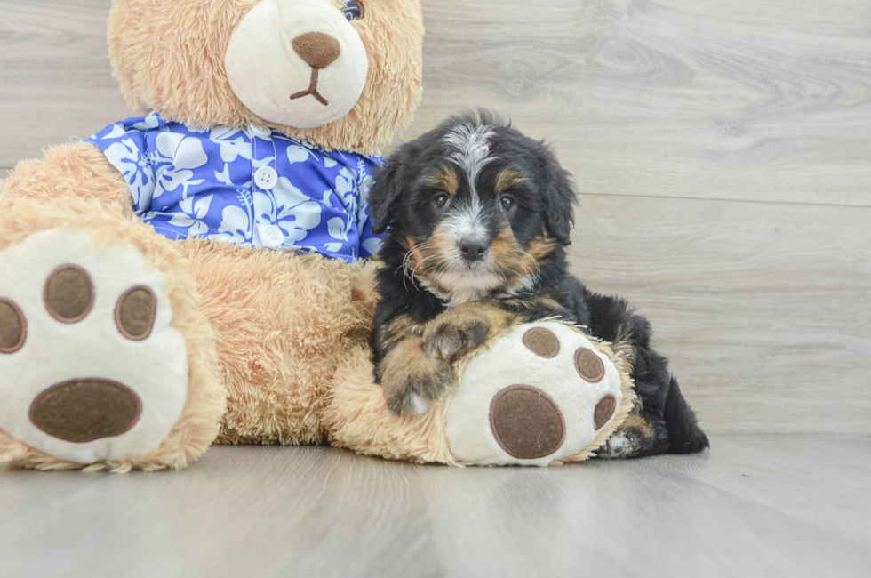 6 week old Mini Bernedoodle Puppy For Sale - Florida Fur Babies