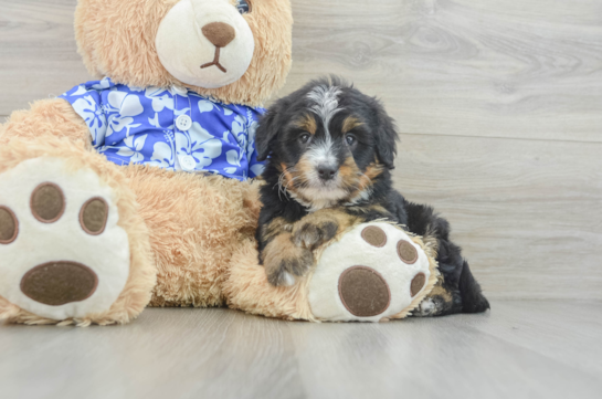 Smart Mini Bernedoodle Poodle Mix Pup