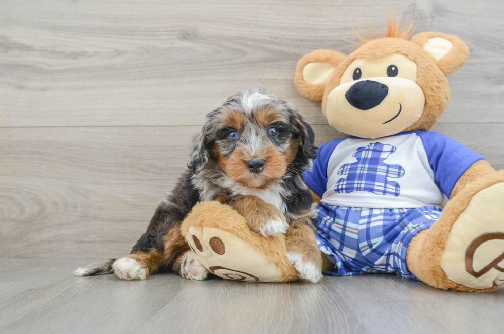 6 week old Mini Bernedoodle Puppy For Sale - Florida Fur Babies