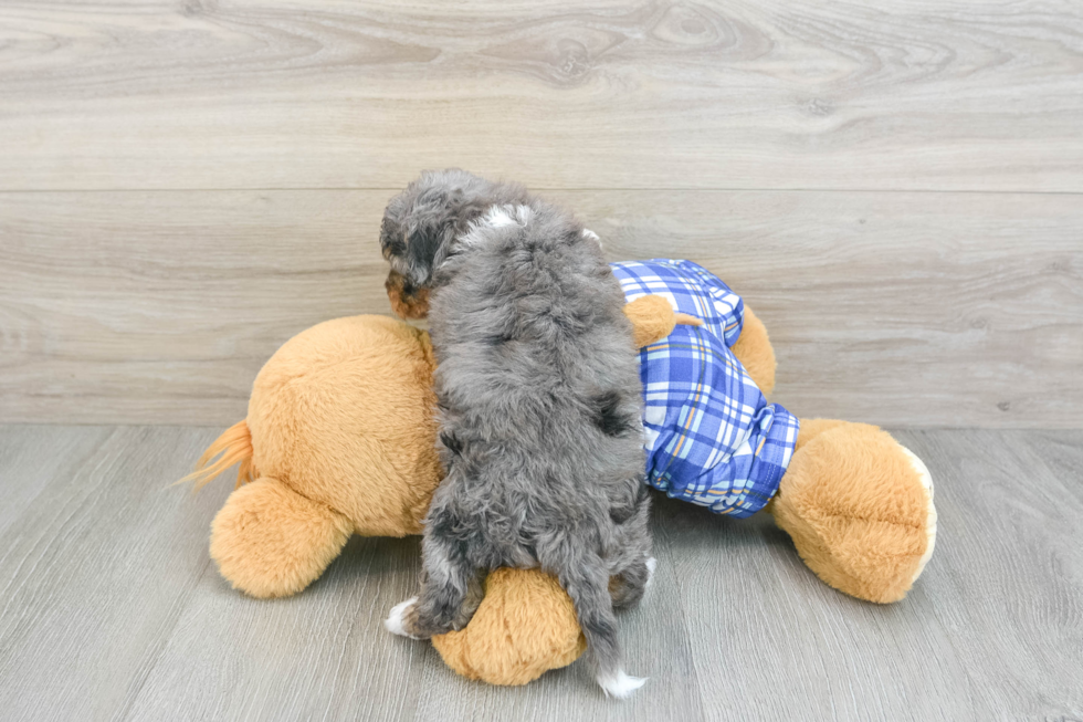 Friendly Mini Bernedoodle Baby