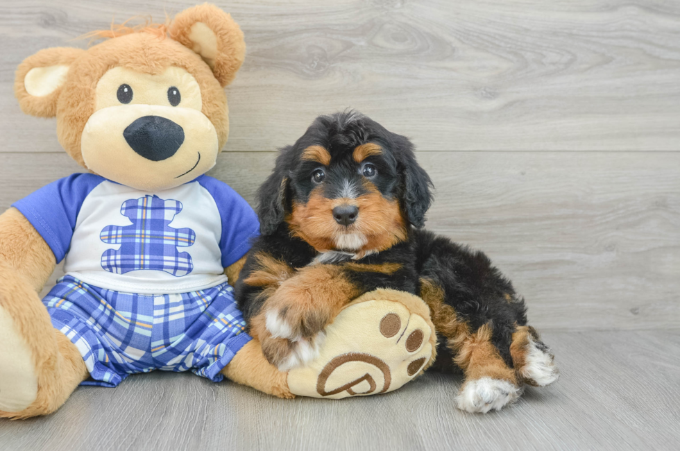 6 week old Mini Bernedoodle Puppy For Sale - Florida Fur Babies