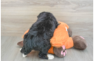 Fluffy Mini Bernedoodle Poodle Mix Pup