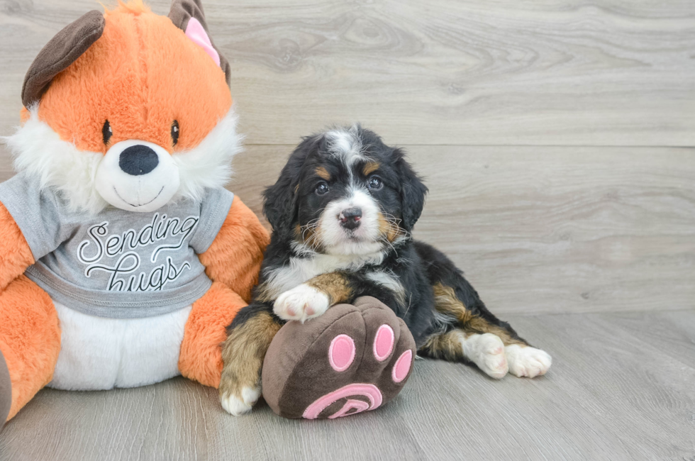 5 week old Mini Bernedoodle Puppy For Sale - Florida Fur Babies