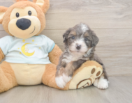 8 week old Mini Bernedoodle Puppy For Sale - Florida Fur Babies