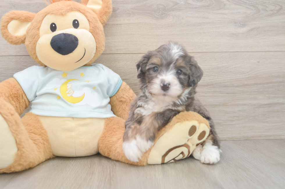 6 week old Mini Bernedoodle Puppy For Sale - Florida Fur Babies