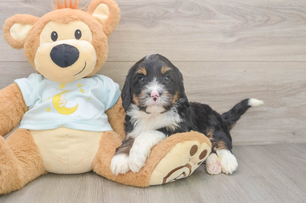 5 week old Mini Bernedoodle Puppy For Sale - Florida Fur Babies